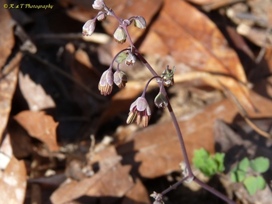 {Thalictrum debile}